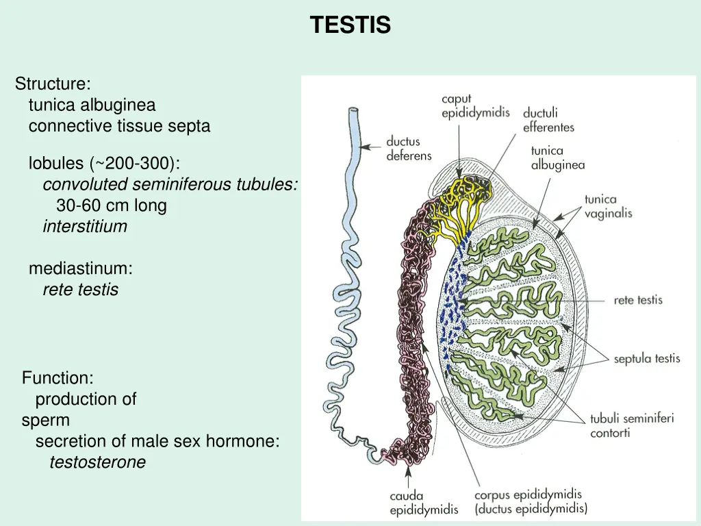 testis