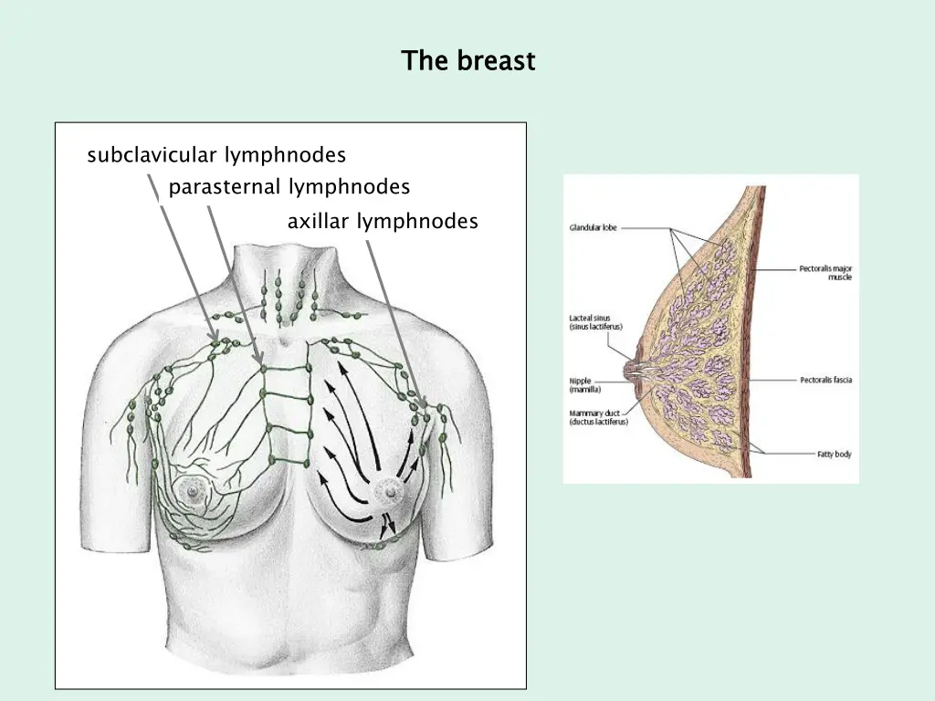 the breast