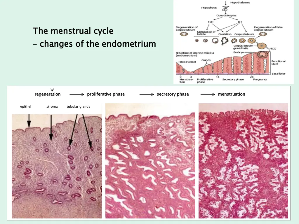 the menstrual cycle changes of the endometrium