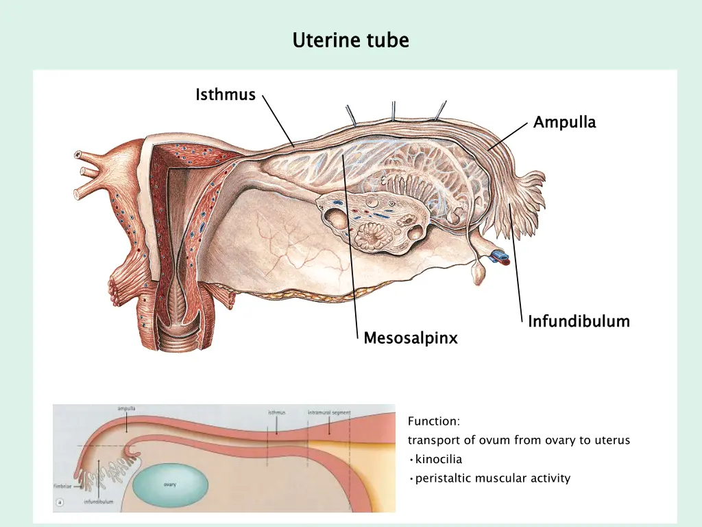 uterine tube