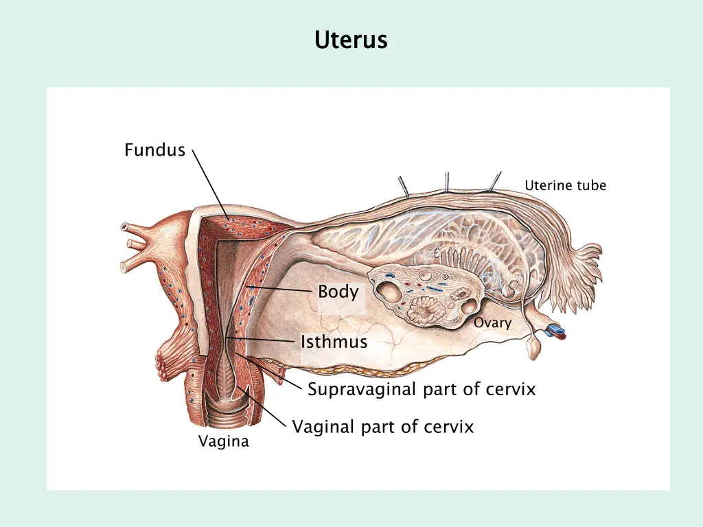 uterus