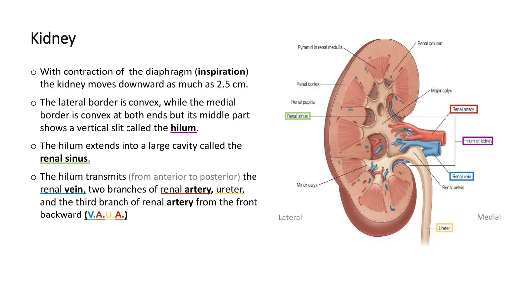 kidney kidney 1