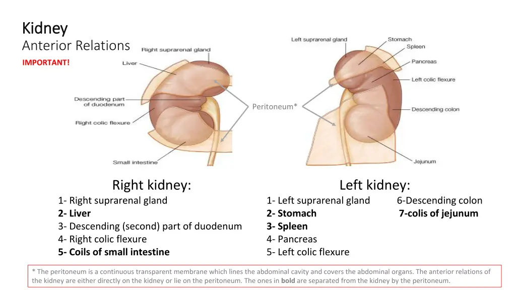 kidney kidney anterior relations