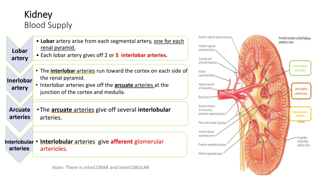 kidney kidney blood supply 1