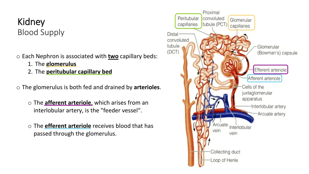 kidney kidney blood supply 2