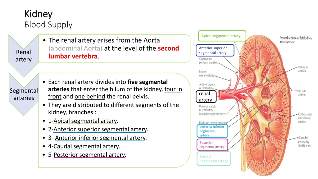 kidney kidney blood supply