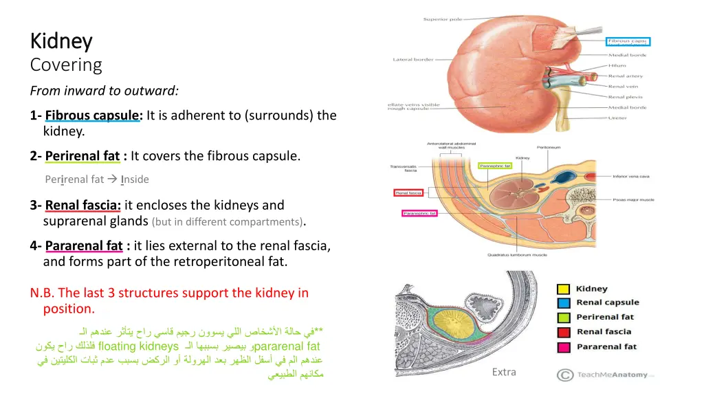 kidney kidney covering