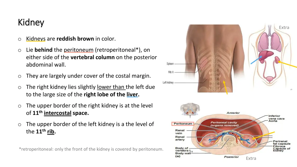 kidney kidney