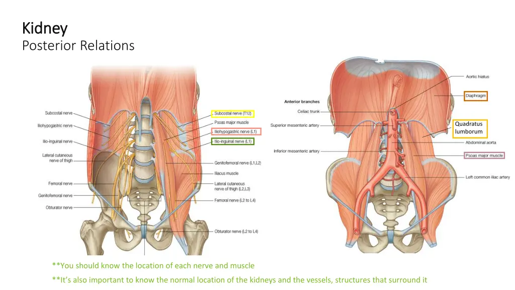 kidney kidney posterior relations