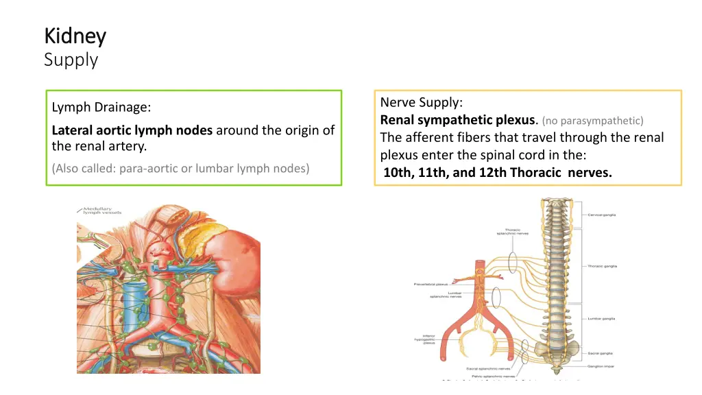 kidney kidney supply