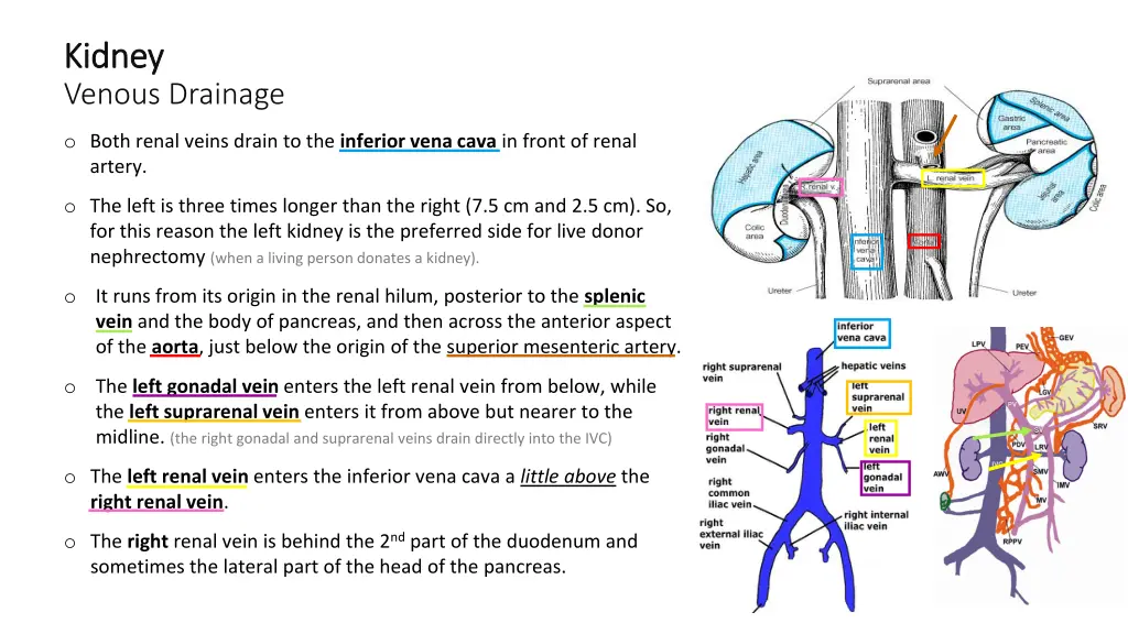 kidney kidney venous drainage