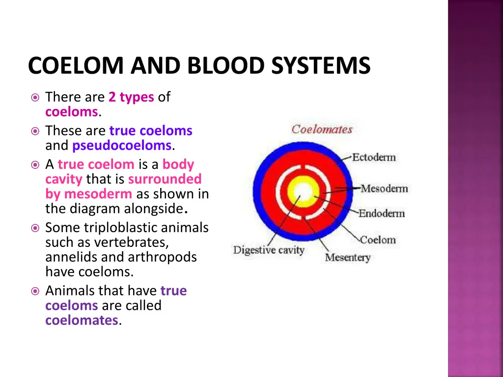 coelom and blood systems 1