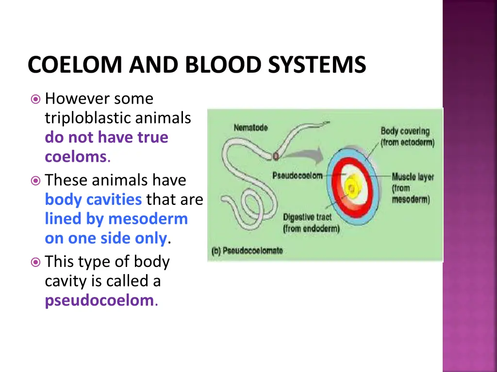 coelom and blood systems 2