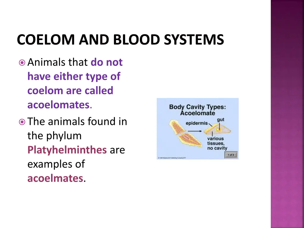 coelom and blood systems 3