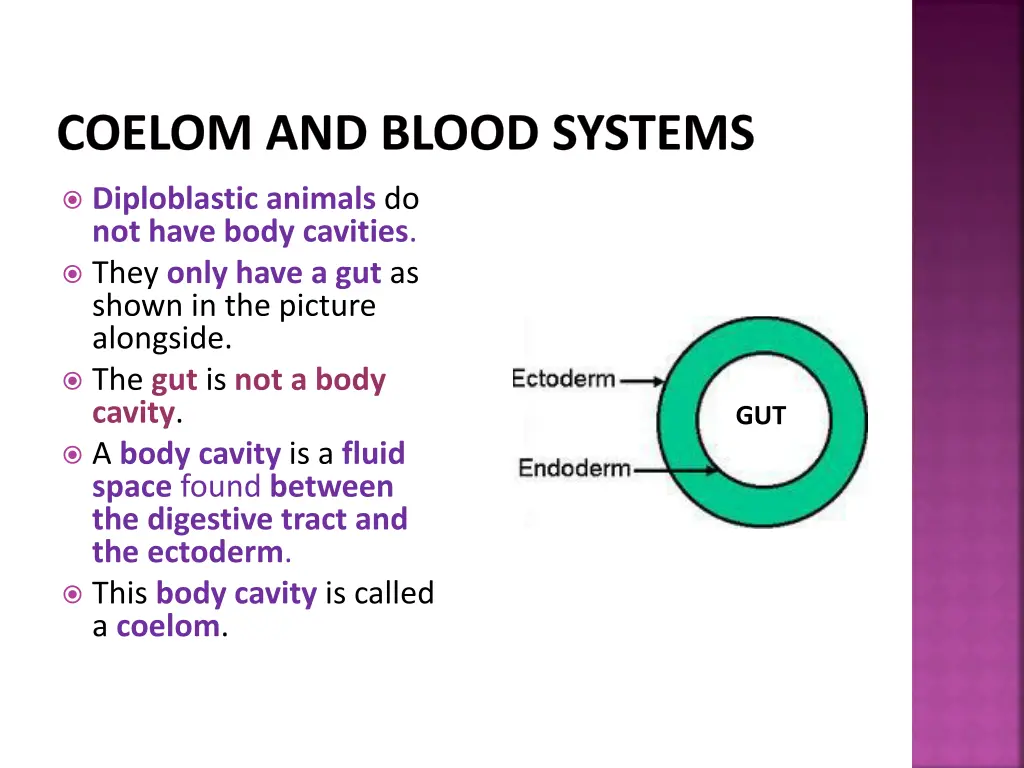 coelom and blood systems