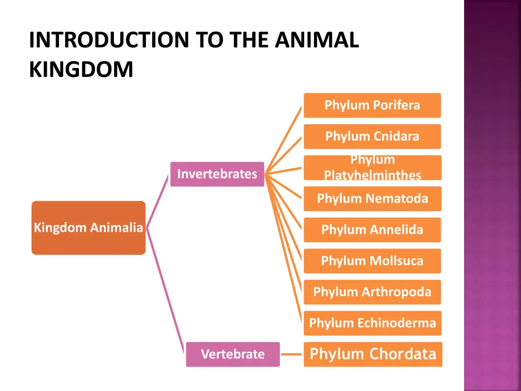 introduction to the animal kingdom 1