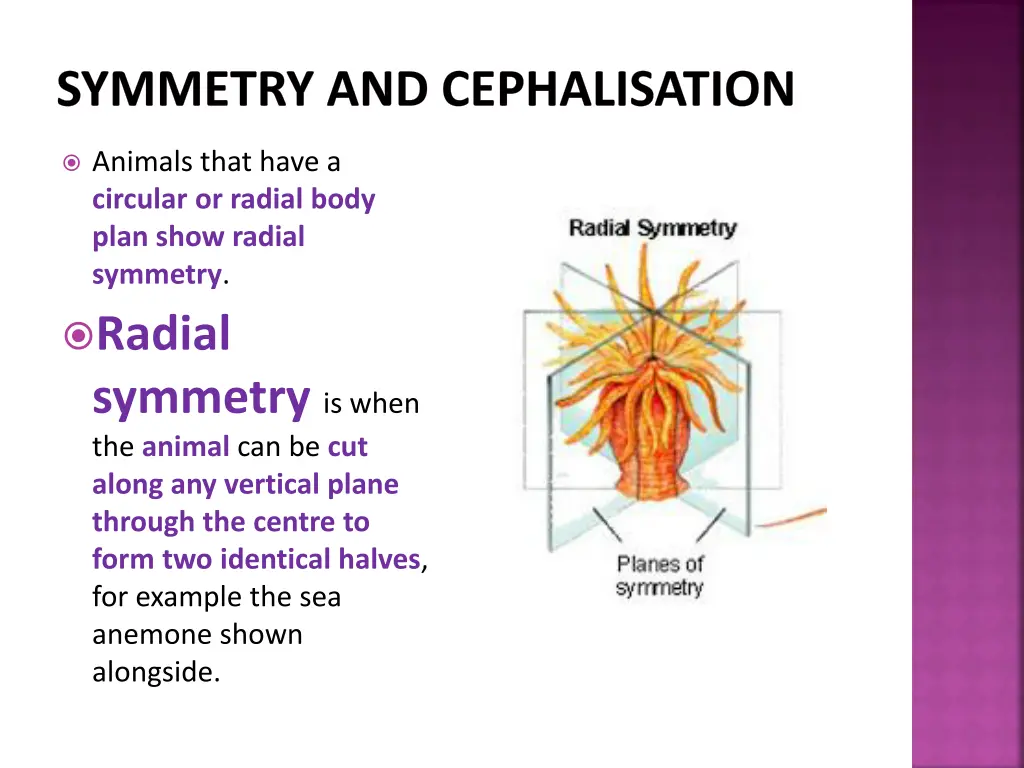 symmetry and cephalisation 1