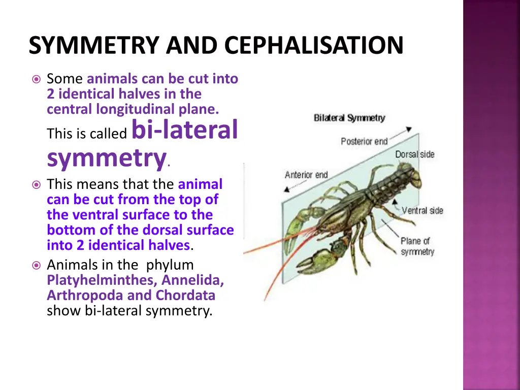 symmetry and cephalisation 4