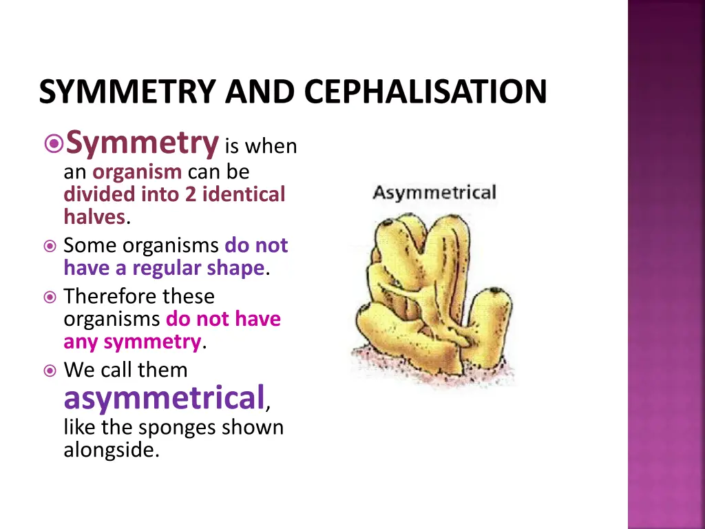 symmetry and cephalisation