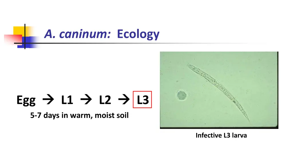 a caninum ecology