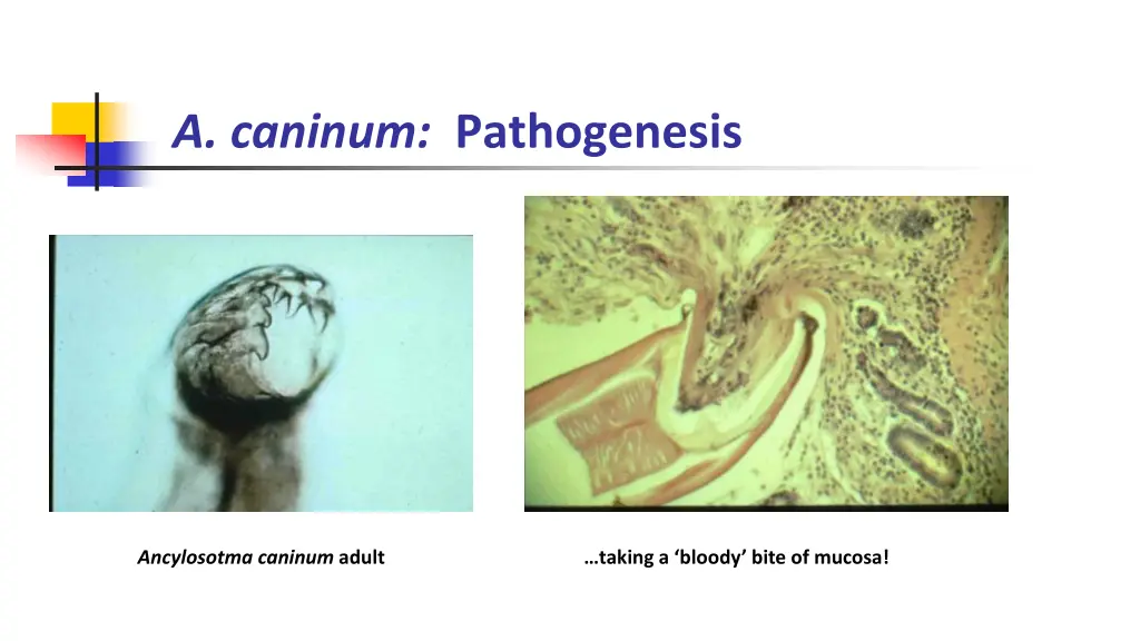 a caninum pathogenesis