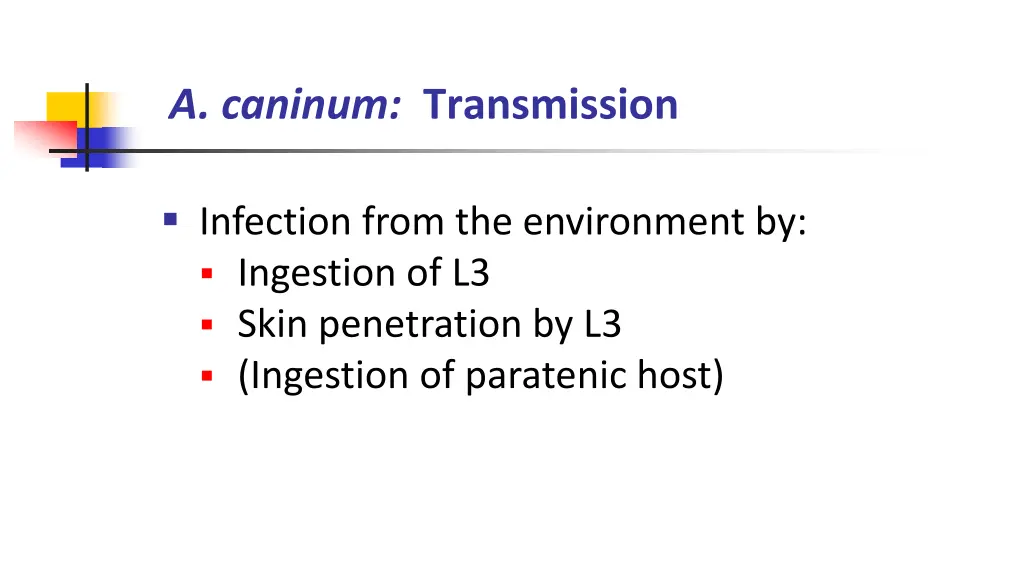 a caninum transmission