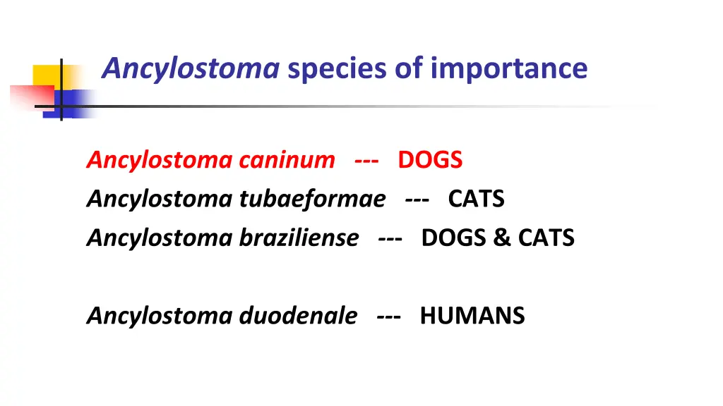 ancylostoma species of importance