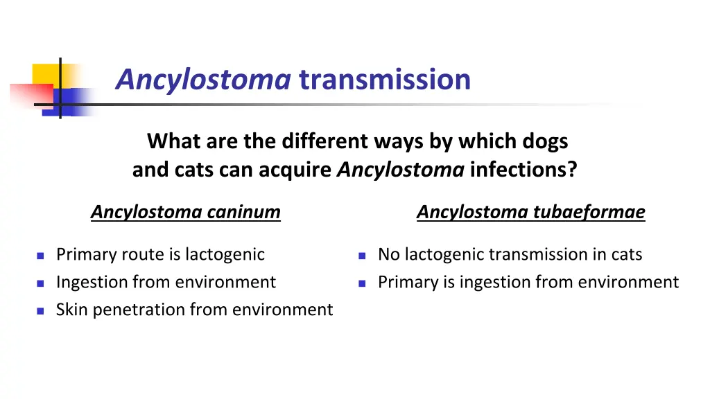 ancylostoma transmission