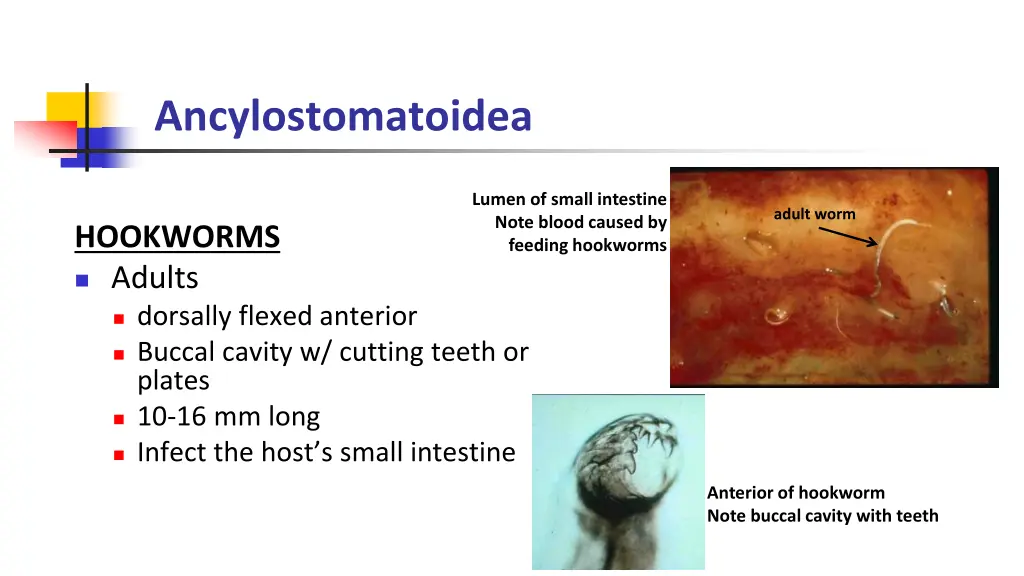 ancylostomatoidea