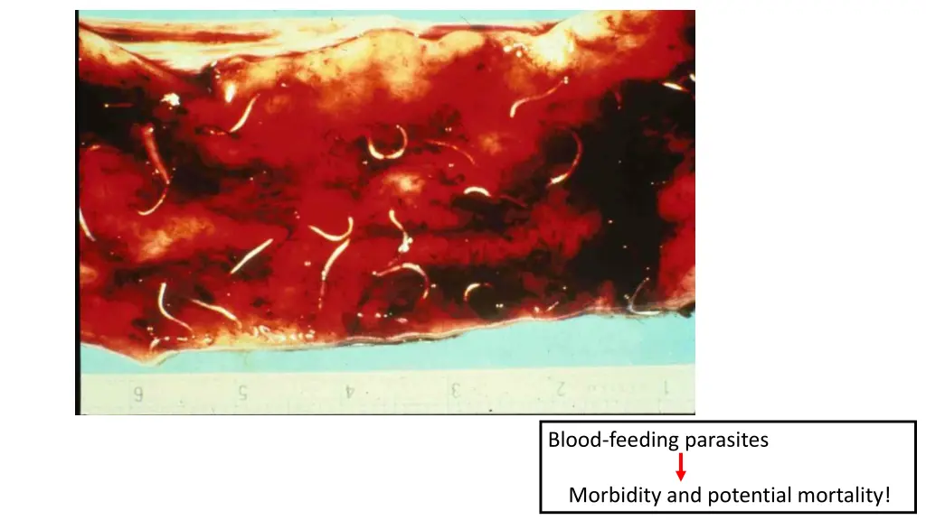 blood feeding parasites