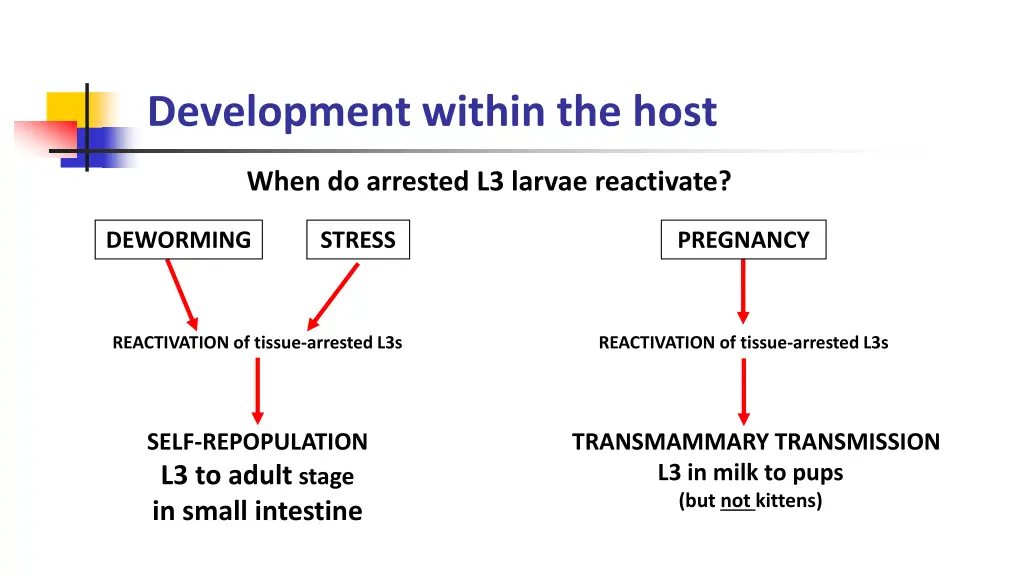 development within the host 1