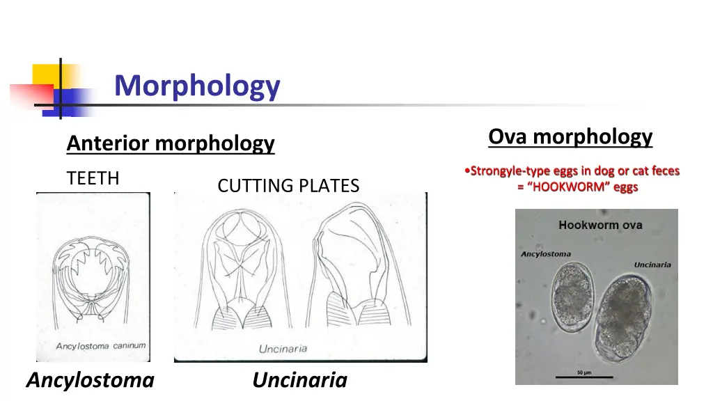 morphology