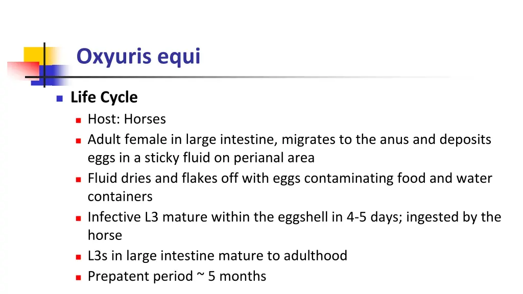 oxyuris equi 1