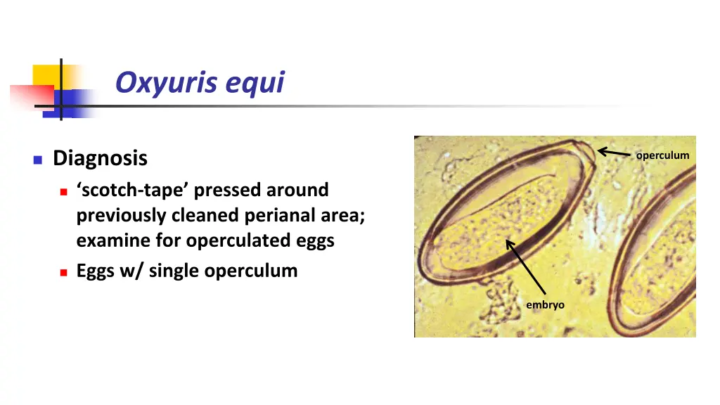 oxyuris equi 3