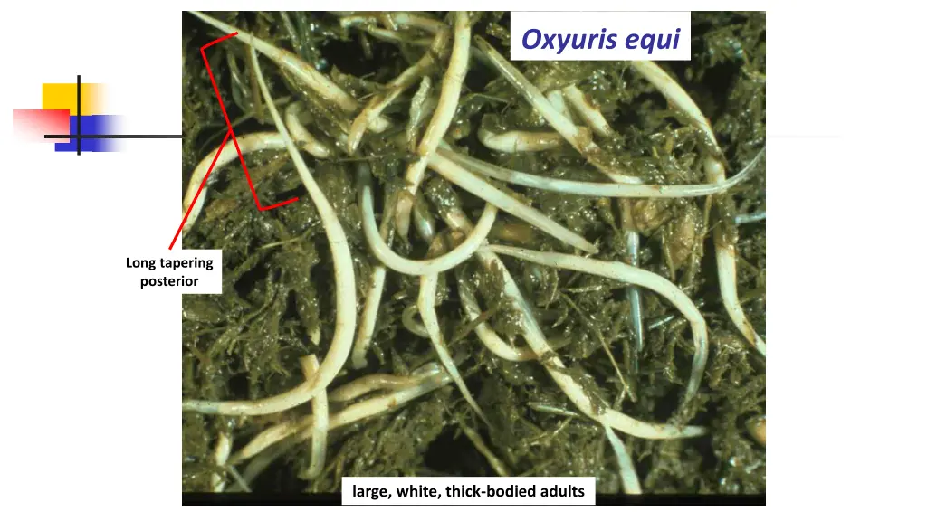 oxyuris equi