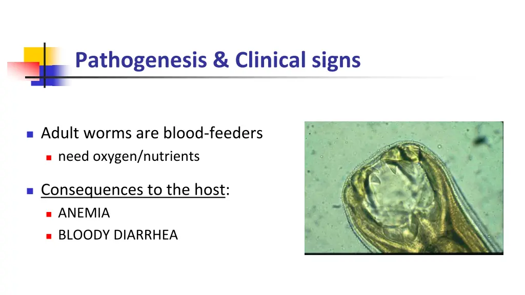 pathogenesis clinical signs