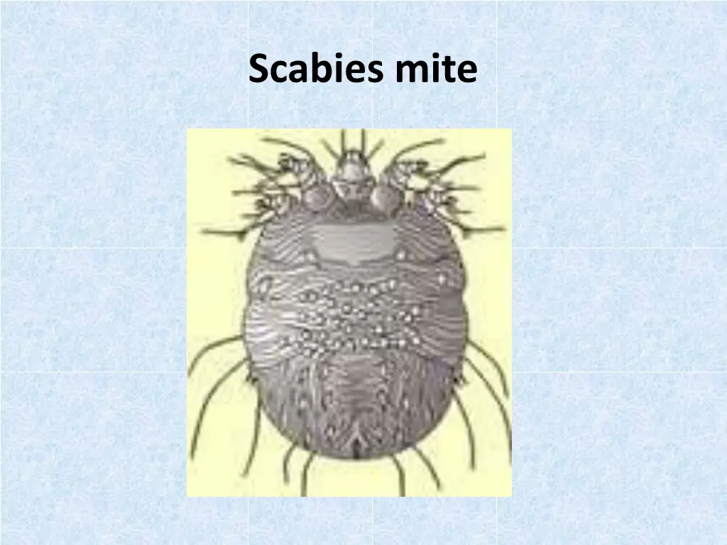 scabies mite