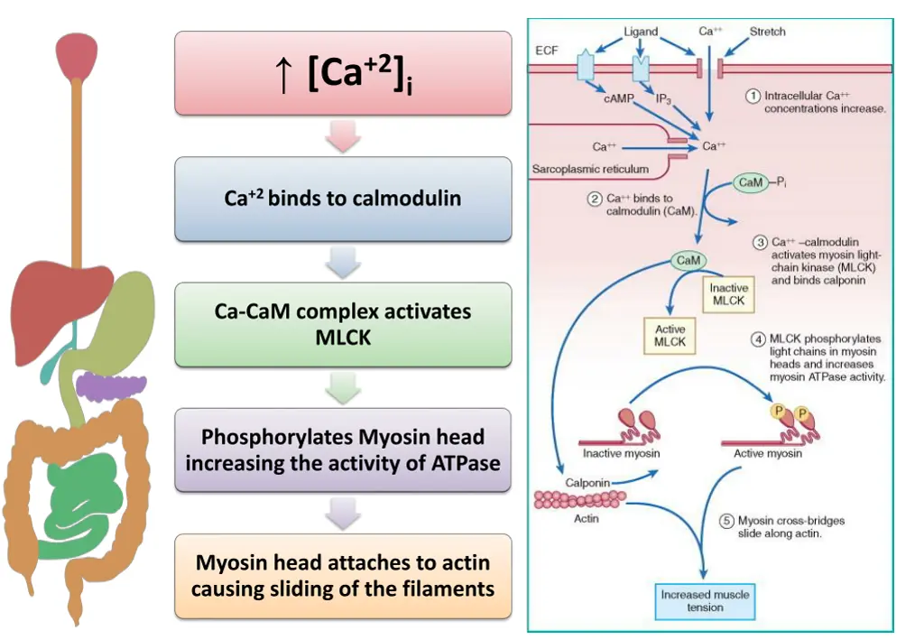 ca 2 i