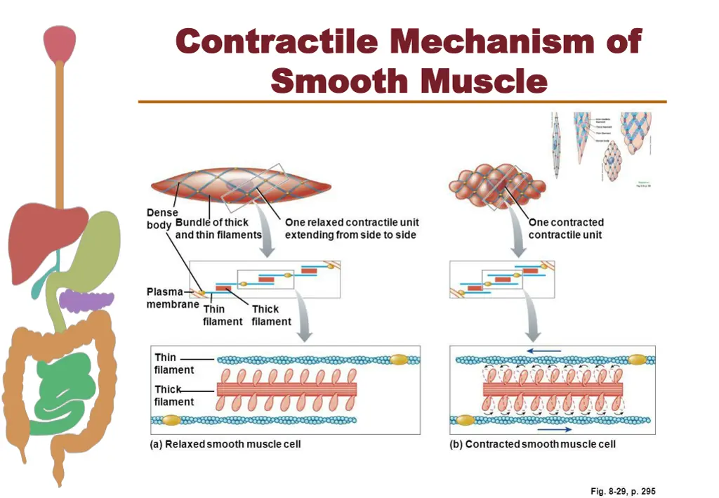 contractile mechanism of contractile mechanism