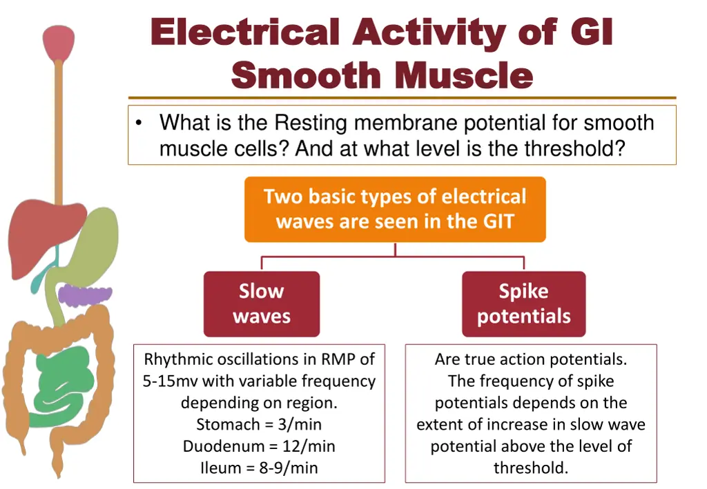 electrical activity of gi electrical activity