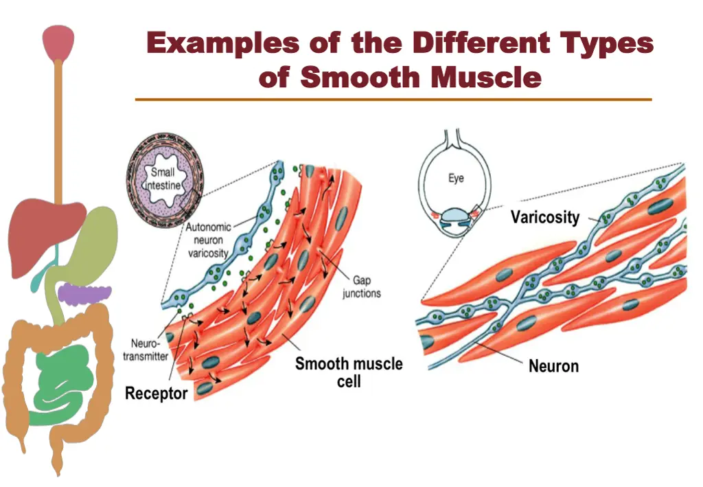 examples of the different types examples