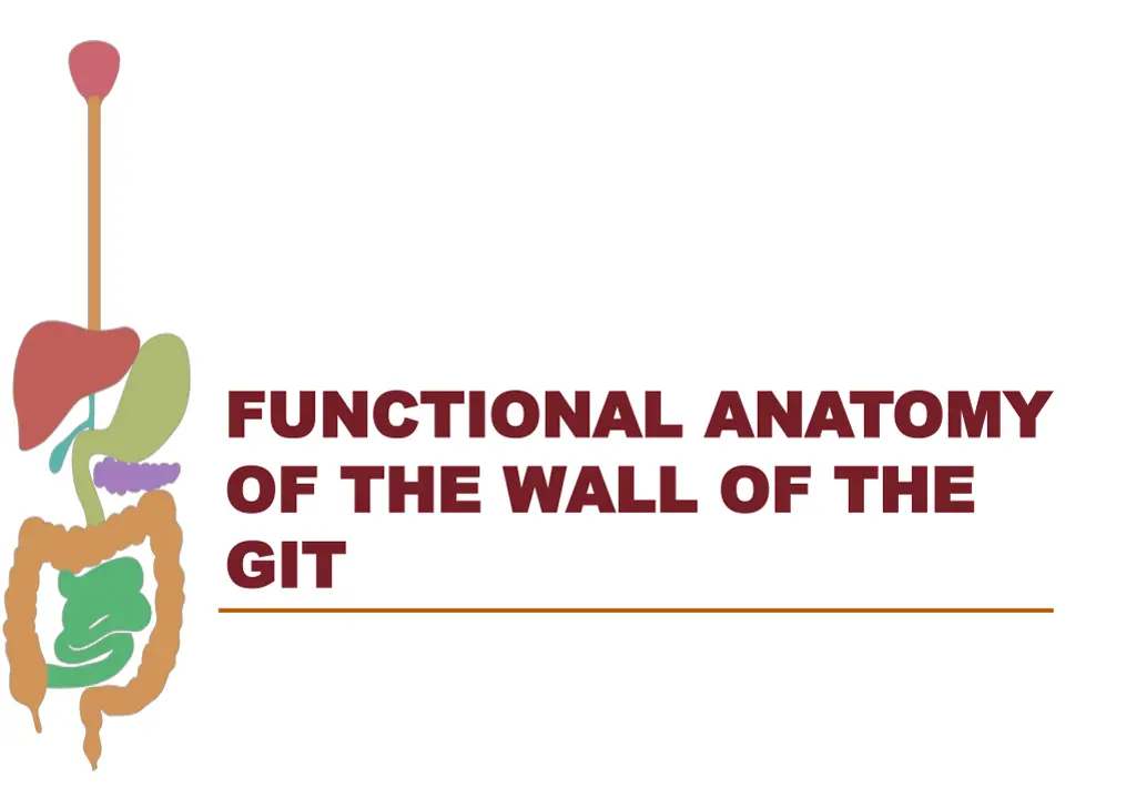 functional anatomy functional anatomy of the wall