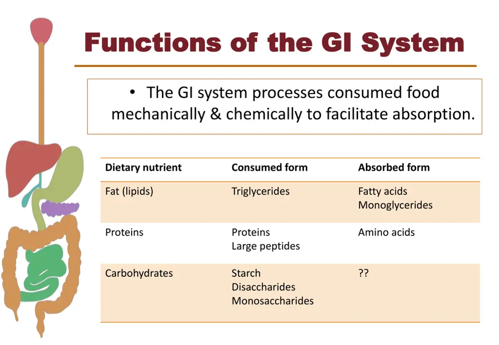 functions of the gi system functions 1