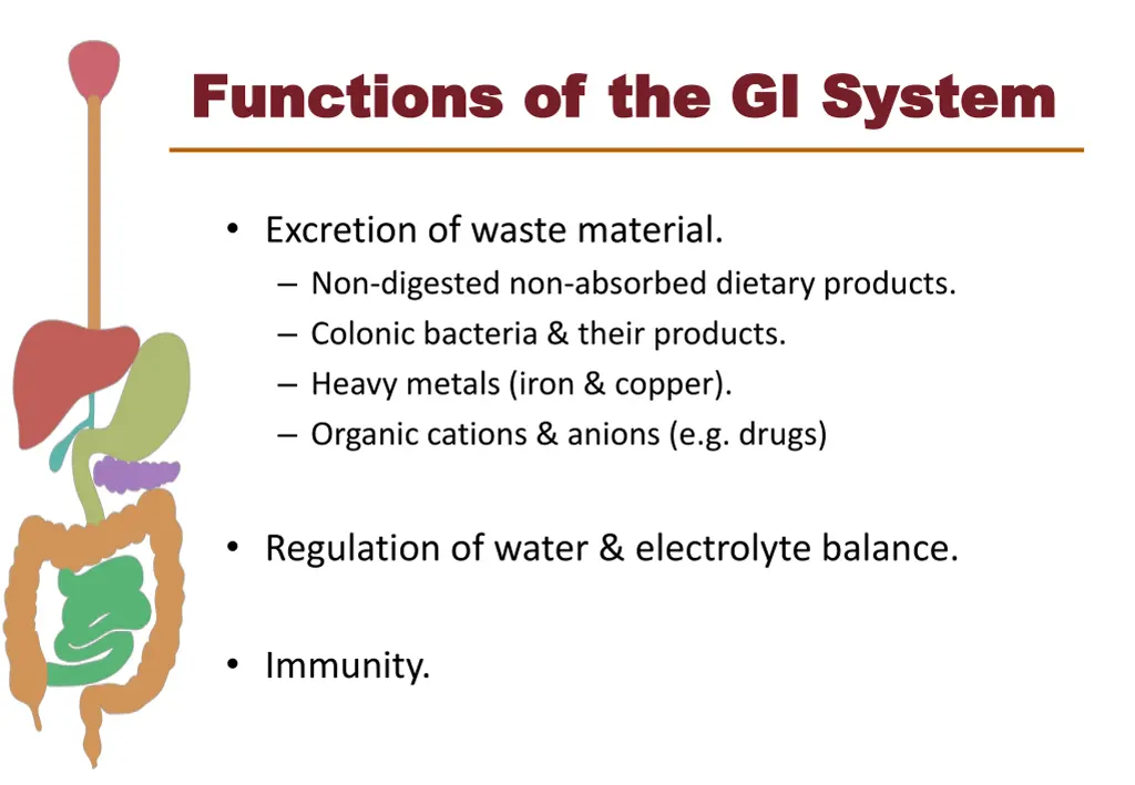 functions of the gi system functions 2