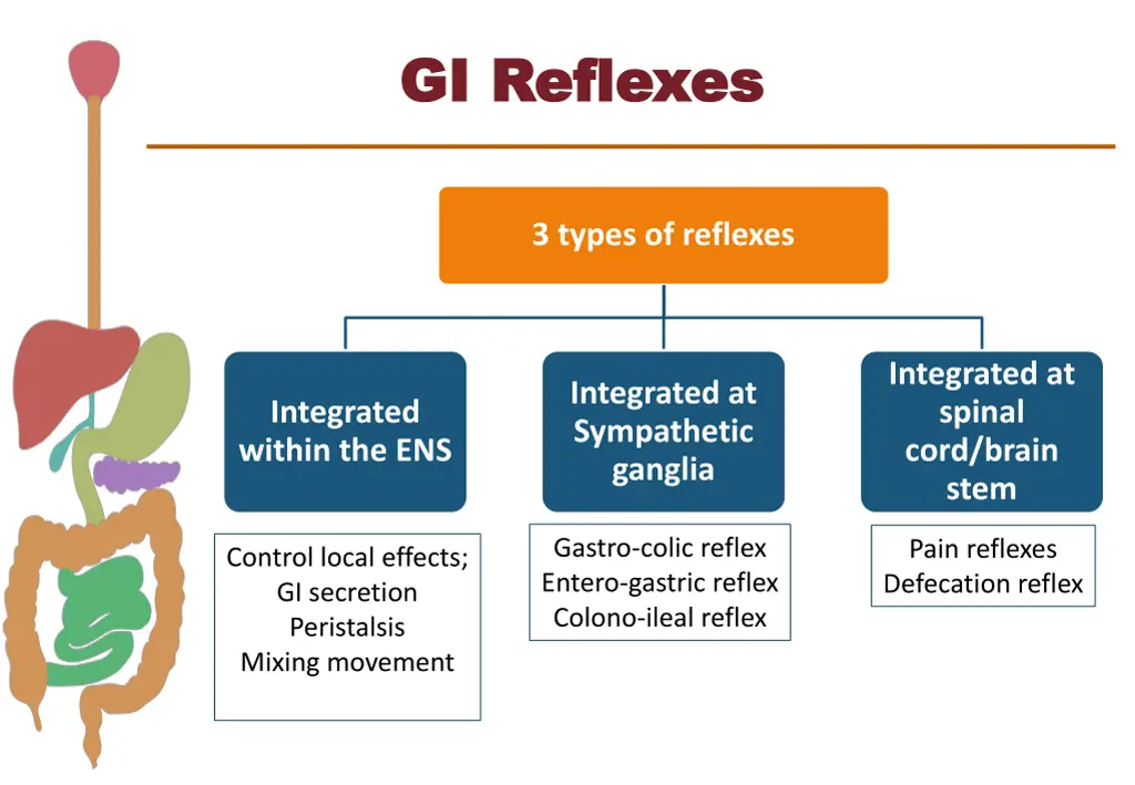 gi reflexes gi reflexes