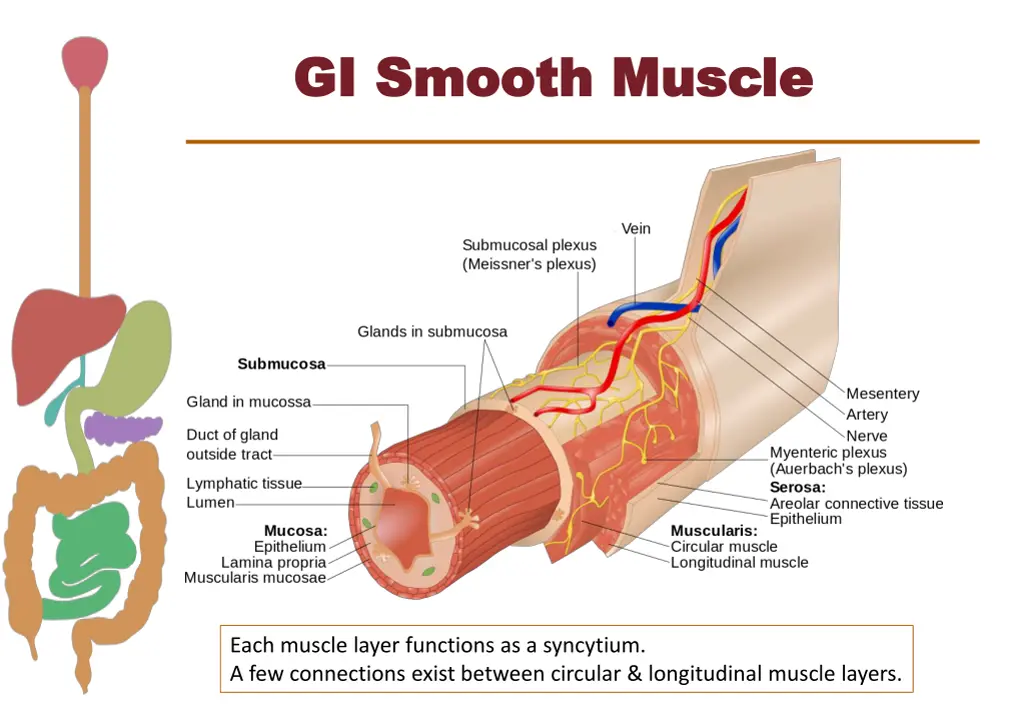 gi smooth muscle gi smooth muscle