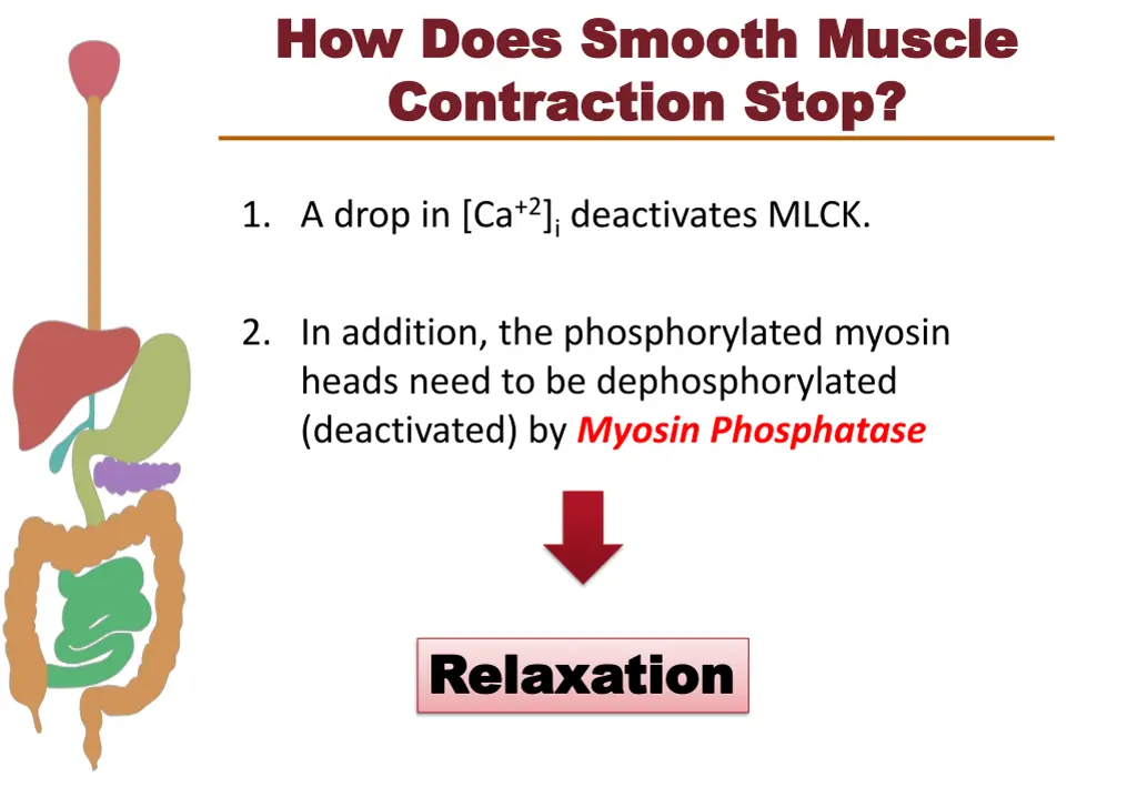 how does smooth muscle how does smooth muscle