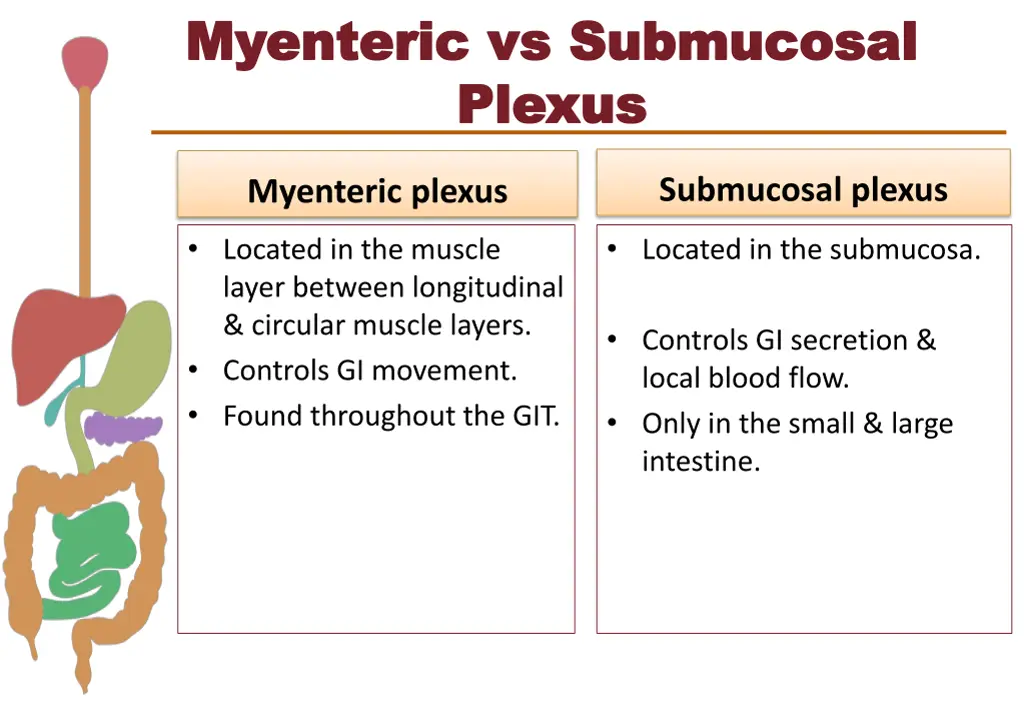 myenteric vs submucosal myenteric vs submucosal