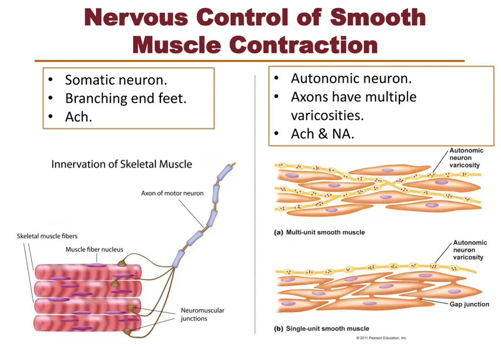 nervous control of smooth nervous control