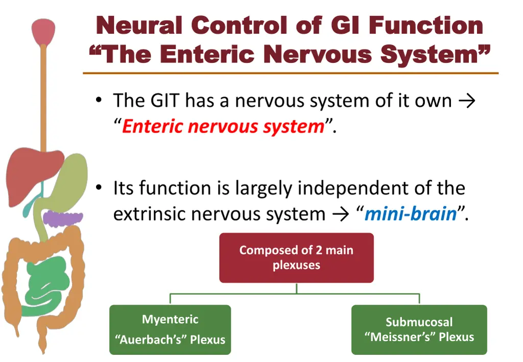 neural control of gi function neural control